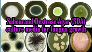 Sabouraud Dextrose Agar SDA media culture media lecture 16 [upl. by Nilam]