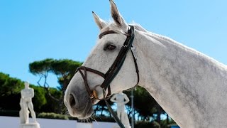 Stars in the Spotlight Ludger Beerbaums Chiara [upl. by Lukasz]