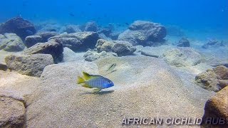 Chizumulu Island  Lake Malawi Cichlids  HD Underwater Footage [upl. by Vito]