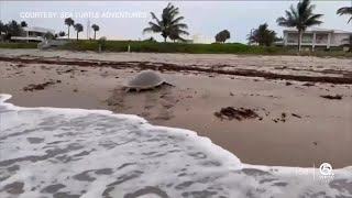 Rare moment on video Endangered Kemp’s Ridley sea turtle nests near Delray Beach [upl. by Kristos1]