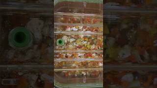 ChicagoStyle Giardiniera using GreenVAC vacuum pans [upl. by Nay]