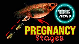 Stages of a Pregnant GuppyMating Labor Live Birth [upl. by Letnahc716]