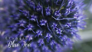 Eryngium Blue Ice  Esmeralda Farms [upl. by Ezarra]