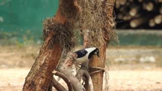 Whitetailed Jay Cyanocorax mystacalis [upl. by Aleahpar]