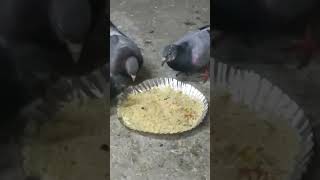 ghar ma kabutar palna kasa ha🕊❤️‍🔥 pigeonpigeon motivation pigeon officialpigeon78 kabutar [upl. by Otaner750]