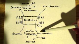 Mechanism for fatty acid transport across the mitochondrial membrane [upl. by Nie]