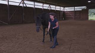 Lesson 3 How to Teach your horse to follow and move away from pressure from the ground [upl. by Teressa]