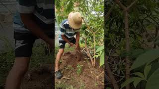 Cassava harvesting rootvegetables plants [upl. by Brier]