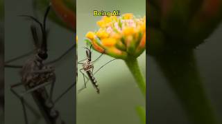 Why Male Mosquitoes Dont Bites Animals [upl. by Raines349]