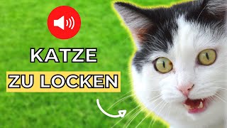 Katzen zu sich locken 🐈 [upl. by Yenolem766]