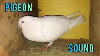 Pigeon Sound Effect  Male Pigeon Super Performance  White Pigeon [upl. by Dunson]