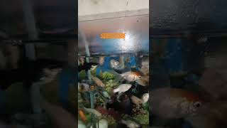 mollyFish Care shortsmollytank mollyfish mollies fishpetsvlog aquarium fishtank [upl. by Ramses]