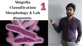 SHIGELLA  Classification  Morphology and Lab Diagnosis part 1 By Abhishek sir [upl. by Chaddie]