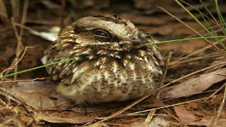 Discover the Enigmatic Whitewinged Nightjar A Nocturnal Marvel with a Froglike Serenade [upl. by Nurat]