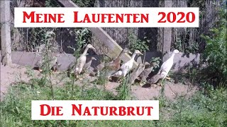 Laufenten Naturbrut 2020 [upl. by Laeira]