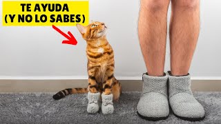 Los secretos del RONRONEO de los gatos ➡️ 7 sorprendentes BENEFICIOS para tu salud [upl. by Neelhtac]