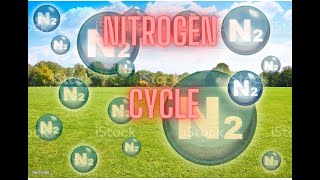 The Nitrogen Cycle  CXC HUMAN AND SOCIAL BIOLOGY [upl. by Kimble]