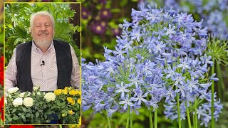 AGAPANTHES OU LIS BLEUS D’AFRIQUE DES FLEURS POUR ENCHANTER L’ÉTÉ Le quotidien du jardin N°192 [upl. by Drehcir393]