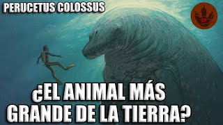 ¿EL ANIMAL MÁS GRANDE QUE JAMÁS HAYA EXISTIDO EN EL PLANETA – PERUCETUS COLOSSUS [upl. by Jewel67]