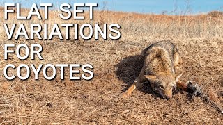 How To Trap Coyotes  Flat Set Variations [upl. by Airyt]