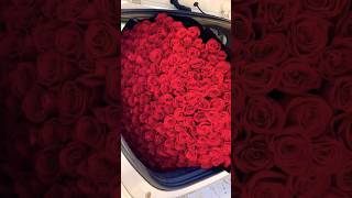 Beautiful red rose flowers short video [upl. by Nakeber159]