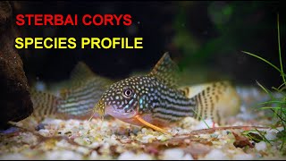 Sterbai Corydoras A Beginners Guide [upl. by Carman]