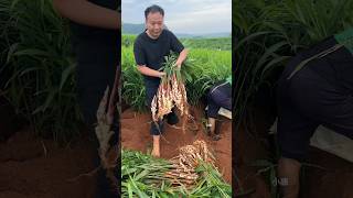 Super remove ginger harvesting from farmers with rural farming life agriculture ginger 2024 [upl. by Atnoek512]