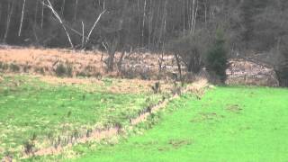 unicum wilde boskat in de Ardennen [upl. by Stedman]