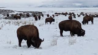 Antelope Island [upl. by Mayap582]