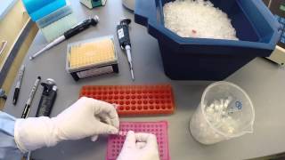 PCR Protocol  Part 2 [upl. by Htial]