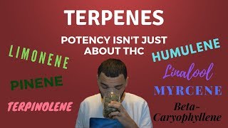 Terpenes in Cannabis Where Your High Really Comes From [upl. by Ecinahs401]