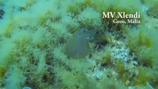 MV Xlendi Wreck Gozo Malta [upl. by Anjanette]