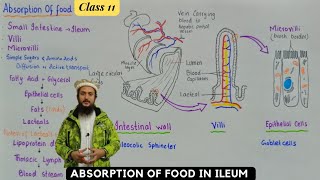 Absorption of food in ileum  human digestive system  class 11 [upl. by Fern]