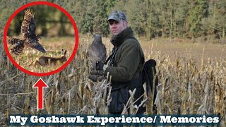 My GOSHAWK Experience Flying amp Hunting With Goshawks Goshawking Falconry Memories amp Falconry Tips [upl. by Barcroft]