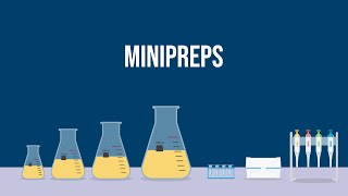 Extracting Plasmid DNA How To Do a Miniprep [upl. by Araet]