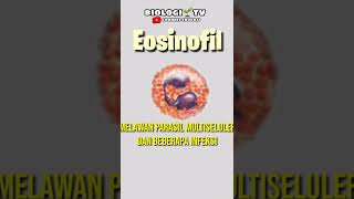 eosinofil biologi utbk ipa [upl. by Azelea]