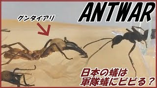 蟻戦争Ⅱ＃92 世界最恐のグンタイアリを日本アリのエサ場に入れたらさすがにビビる？ 編～Japan ants afraid of army ants～ [upl. by Danieu73]