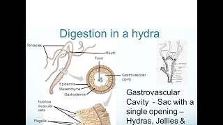 Digestion in Hydra FSc Biology Book11 CH 12 [upl. by Inkster]