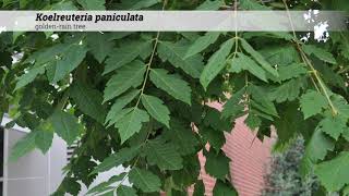 goldenrain tree Koelreuteria paniculata [upl. by Windham]