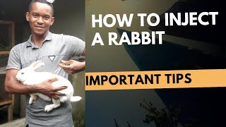 How To Inject A Rabbit Ivermectin injection against mangeticklife maggots in Nigeria African [upl. by Stanway198]