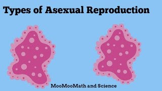 Asexual Reproduction [upl. by Morrison]