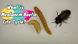 Mealworm Beetle Life Cycle Stages of the Mealworms Darkling Beetle live food for bird and reptile [upl. by Eneliak]