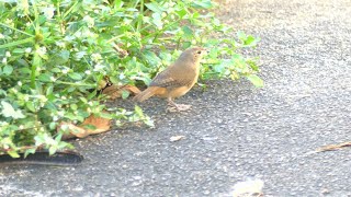 Tropical Wren Troglodytes musculus clarus French Guiana [upl. by Constant]