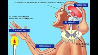 NOCICEPCION Y TRANSMISION DEL DOLOR [upl. by Atikam]