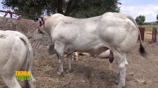 Tierra Fértil TvRazas Italianas de ganado bovino 211023 [upl. by Ydoj717]