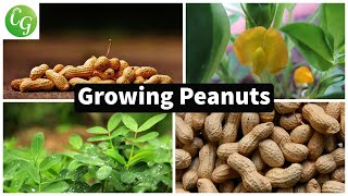 How to grow Peanuts in your home garden [upl. by Alexandro949]