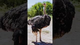 Ostrich Deadly Kick Why You Should Stay Clear [upl. by Guarino]