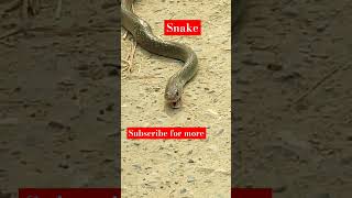 Cobra snake Farhangamer viralvideo viralshorts trending snake [upl. by Katrine]