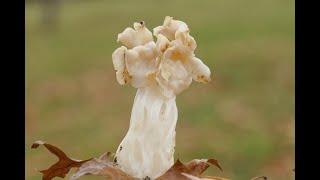 Helvella crispa  comestible  edible [upl. by Gino]