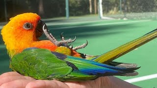 Jenday Conure Talking amp Sounds  Jenday Conure Dancing  Jandaya Parakeet Talking amp Sounds [upl. by Arehc489]